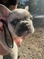 Platinum red and blue Merle, a male French Bulldog for sale in Lake City, FL – Photo 1 of 4