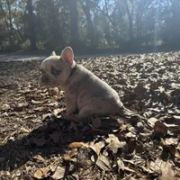 Male Platinum red and blue Merle, a male French Bulldog for sale in Lake City, FL – Photo 4 of 4