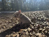 Platinum red and blue Merle, a male French Bulldog for sale in Lake City, FL – Photo 4 of 4