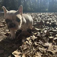Male Platinum red and blue Merle, a male French Bulldog for sale in Lake City, FL – Photo 3 of 4