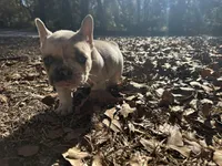 Platinum red and blue Merle, a male French Bulldog for sale in Lake City, FL – Photo 3 of 4