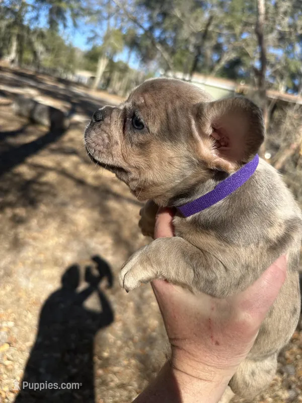 Bronze (purple collar)