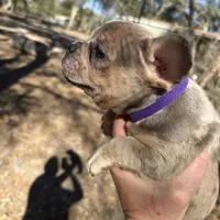 Bronze (purple collar), a female French Bulldog for sale in Lake City, FL – Photo 1 of 4