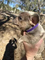 Bronze (purple collar), a female French Bulldog for sale in Lake City, FL – Photo 1 of 4
