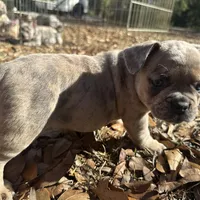 Bronze (purple collar), a female French Bulldog for sale in Lake City, FL – Photo 3 of 4
