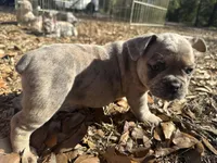 Bronze (purple collar), a female French Bulldog for sale in Lake City, FL – Photo 3 of 4