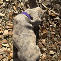 Bronze (purple collar), a female French Bulldog for sale in Lake City, FL – Photo 4 of 4