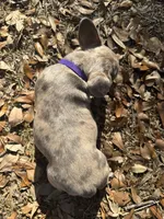 Bronze (purple collar), a female French Bulldog for sale in Lake City, FL – Photo 4 of 4