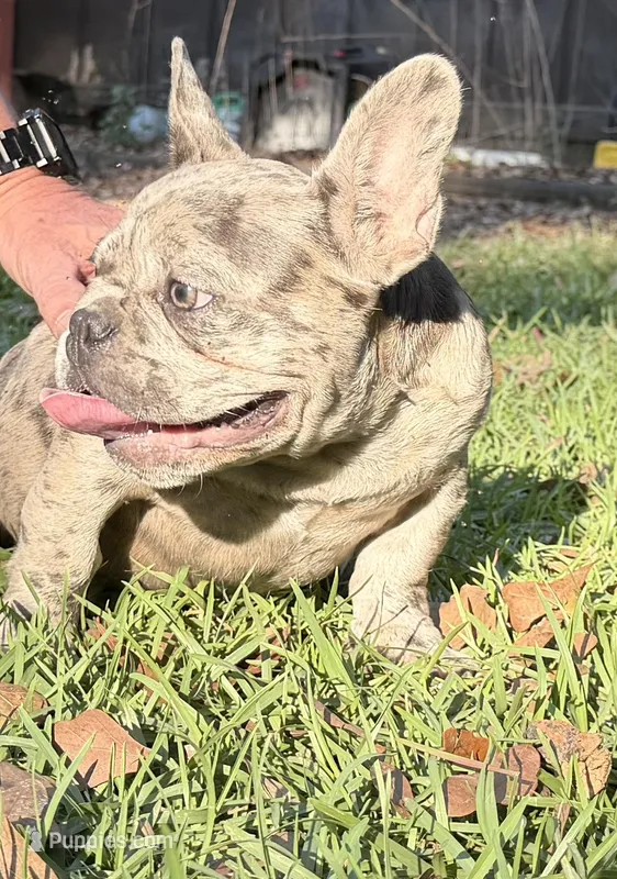 Bronze (purple collar) – French Bulldog puppy for sale in Lake City, FL
