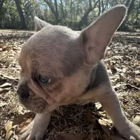 Bronze (purple collar), a female French Bulldog for sale in Lake City, FL – Photo 2 of 4