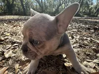 Bronze (purple collar), a female French Bulldog for sale in Lake City, FL – Photo 2 of 4