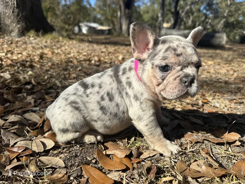 Pink ( blue platinum)