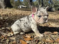 Pink ( blue platinum), a female French Bulldog for sale in Lake City, FL – Photo 1 of 3