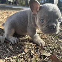 Pink Lilac, a female French Bulldog for sale in Lake City, FL – Photo 2 of 4