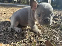 Pink Lilac, a female French Bulldog for sale in Lake City, FL – Photo 2 of 4