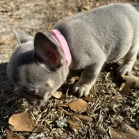 Pink Lilac, a female French Bulldog for sale in Lake City, FL – Photo 3 of 4