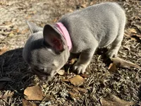 Pink Lilac, a female French Bulldog for sale in Lake City, FL – Photo 3 of 4