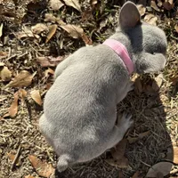 Pink Lilac, a female French Bulldog for sale in Lake City, FL – Photo 4 of 4