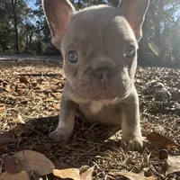 Pink Lilac, a female French Bulldog for sale in Lake City, FL – Photo 1 of 4