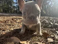 Pink Lilac, a female French Bulldog for sale in Lake City, FL – Photo 1 of 4