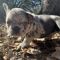 Blue Merle boy (green), a female French Bulldog for sale in Lake City, FL – Photo 2 of 3