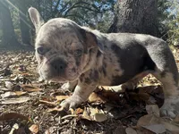 Blue Merle boy (green), a female French Bulldog for sale in Lake City, FL – Photo 2 of 3