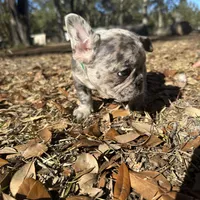 Blue Merle boy (green), a female French Bulldog for sale in Lake City, FL – Photo 1 of 3