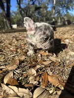 Blue Merle boy (green), a female French Bulldog for sale in Lake City, FL – Photo 1 of 3