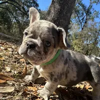 Blue Merle boy (green), a female French Bulldog for sale in Lake City, FL – Photo 3 of 3