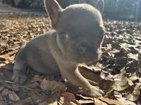 Dark Blue Girl, a female French Bulldog for sale in Lake City, FL – Photo 2 of 4