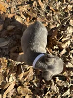 Dark Blue Girl, a female French Bulldog for sale in Lake City, FL – Photo 3 of 4