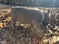 Dark Blue Girl, a female French Bulldog for sale in Lake City, FL – Photo 4 of 4