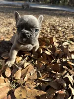 Dark Blue Girl, a female French Bulldog for sale in Lake City, FL – Photo 1 of 4
