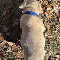 Red male Merle (dark blue), a male French Bulldog for sale in Lake City, FL – Photo 4 of 4