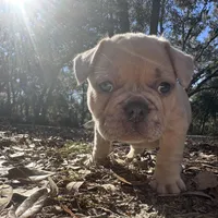 Red male Merle (dark blue), a male French Bulldog for sale in Lake City, FL – Photo 3 of 4