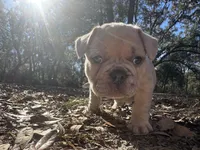 Red male Merle (dark blue), a male French Bulldog for sale in Lake City, FL – Photo 3 of 4