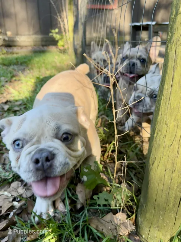Red male Merle (dark blue) – French Bulldog puppy for sale in Lake City, FL