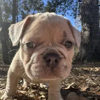 Red male Merle (dark blue), a male French Bulldog for sale in Lake City, FL – Photo 1 of 4