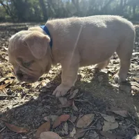 Red male Merle (dark blue), a male French Bulldog for sale in Lake City, FL – Photo 2 of 4