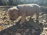 Red male Merle (dark blue), a male French Bulldog for sale in Lake City, FL – Photo 2 of 4