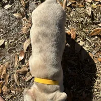 Red and blue Merle boy (yellow), a male French Bulldog for sale in Lake City, FL – Photo 3 of 4