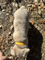 Red and blue Merle boy (yellow), a male French Bulldog for sale in Lake City, FL – Photo 3 of 4