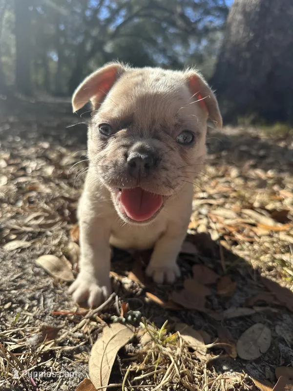 Red and blue Merle boy (yellow)