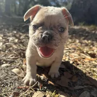 Red and blue Merle boy (yellow), a male French Bulldog for sale in Lake City, FL – Photo 1 of 4