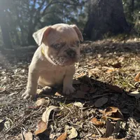 Red and blue Merle boy (yellow), a male French Bulldog for sale in Lake City, FL – Photo 2 of 4