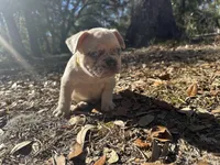 Red and blue Merle boy (yellow), a male French Bulldog for sale in Lake City, FL – Photo 2 of 4