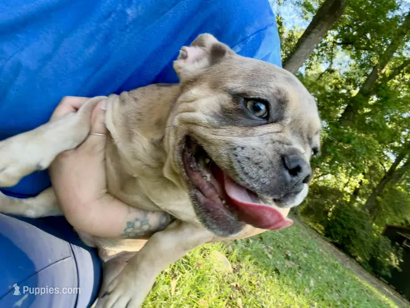 Red and blue Merle boy (yellow) – French Bulldog puppy for sale in Lake City, FL