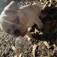 Red and blue Merle boy (yellow), a male French Bulldog for sale in Lake City, FL – Photo 4 of 4