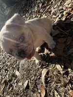 Red and blue Merle boy (yellow), a male French Bulldog for sale in Lake City, FL – Photo 4 of 4