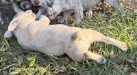 Male Platinum Red Merle , a male French Bulldog for sale in Lake City, FL – 2 of 10